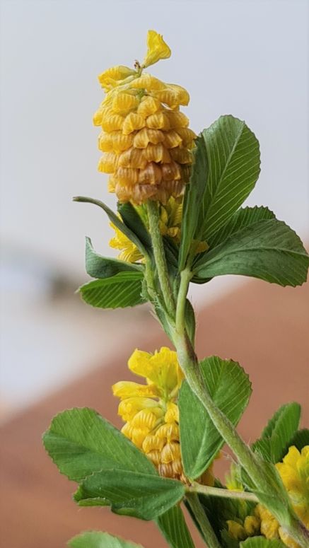 Feld-Klee (Trifolium campestre)