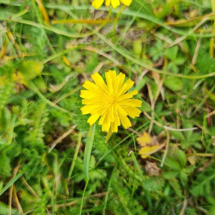 Gewöhnliches Ferkelkraut (Hypochaeris radicata)
