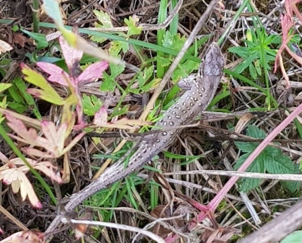 Zaun-Eidechse (Lacerta agilis)