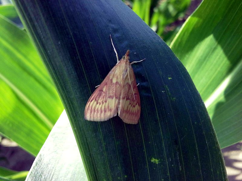 ein Maiszünsler sieht auf einem Blatt