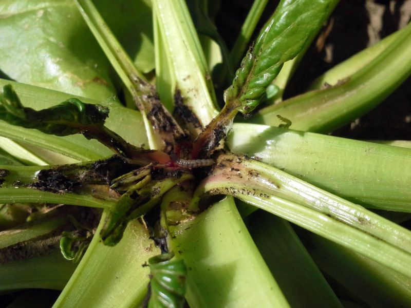 die Larve einer Rübenmotte hinterlässt Schäden an der Pflanze