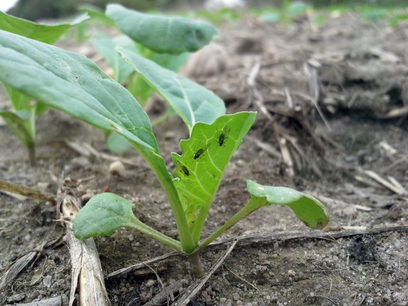 Blattläuse sitzen an Zuckerrückenblättern