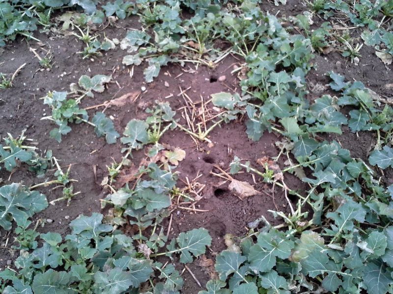 Fraßschäden in Winterraps