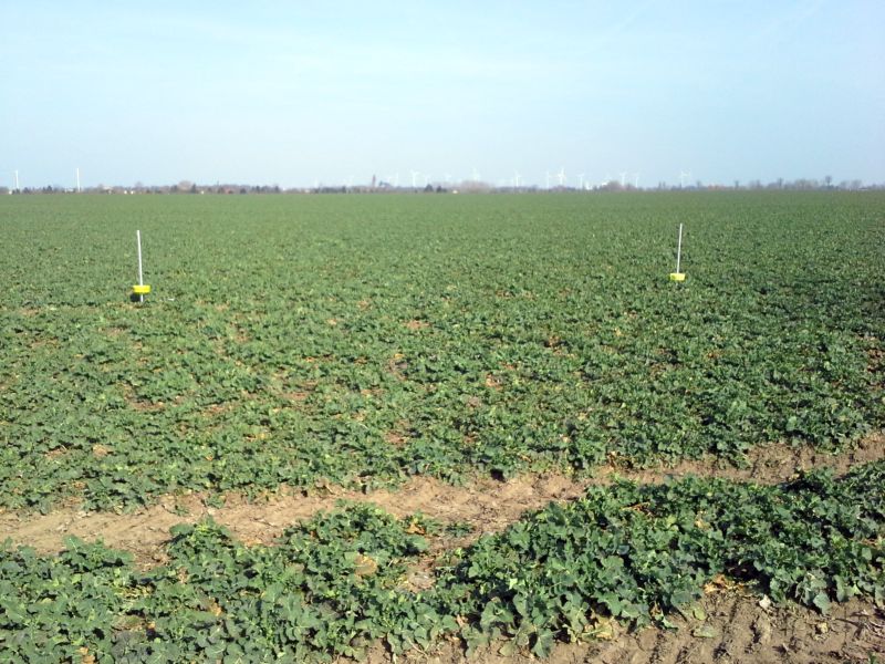 Gelbschalen stehen in einem Rapsfeld zur Überachung des Auftretens von Schaderregern