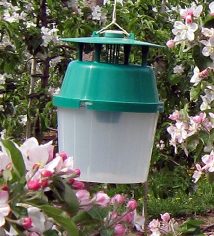 Eine Pheromonfalle hängt in einem Obstbaum