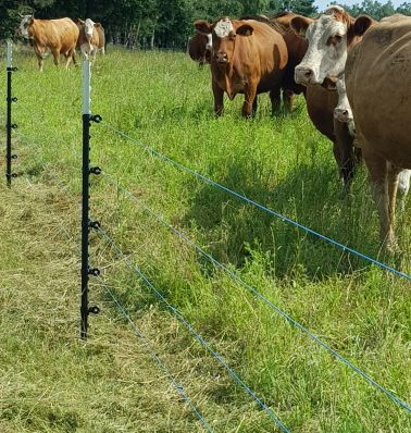 Rinder auf einer Weide geschützt durch einen Herdenschutzzaun