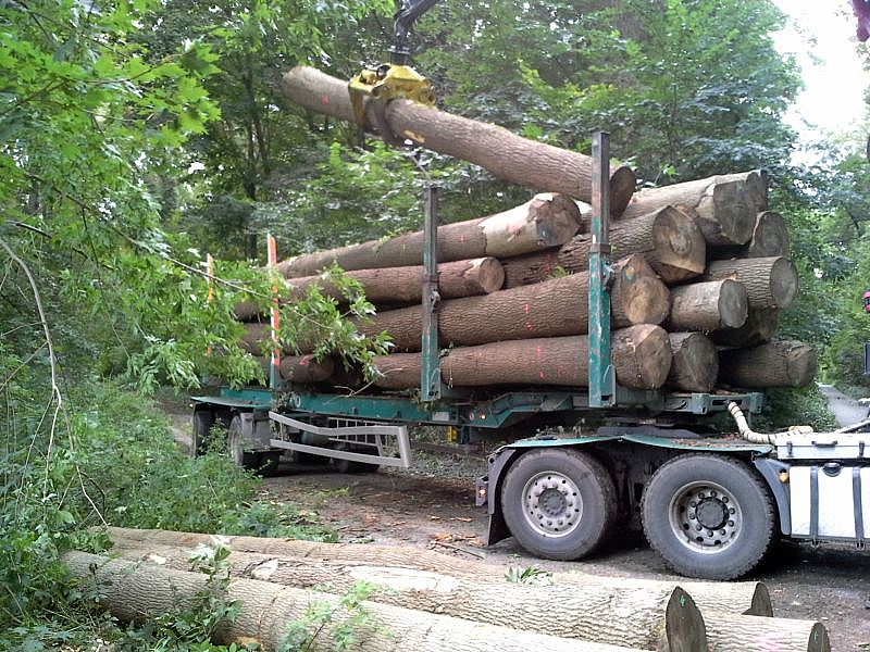Holzstämme werden auf einen LKW verladen