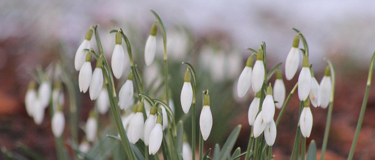 Schneeglöckchen