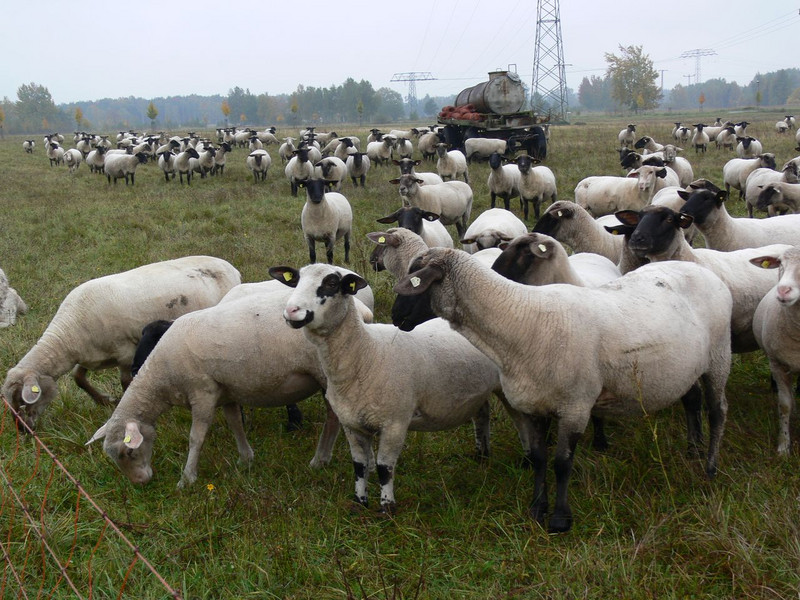 Abbildung einer Schafherde