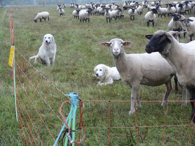 Abbildung eines Herdenschutzzauns mit einer Schafherde