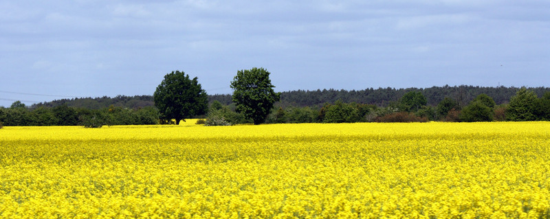gelb blühendes Rapsfeld mit Baumgruppe im Hintergrund